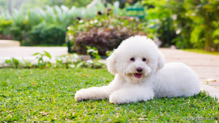 O Poodle é um cachorro inteligente e que tem muita facilidade em aprender