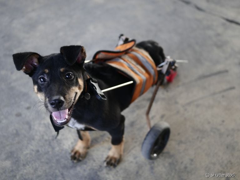 O uso de cadeira de roda para cachorro deve ser recomendado por um veterinário