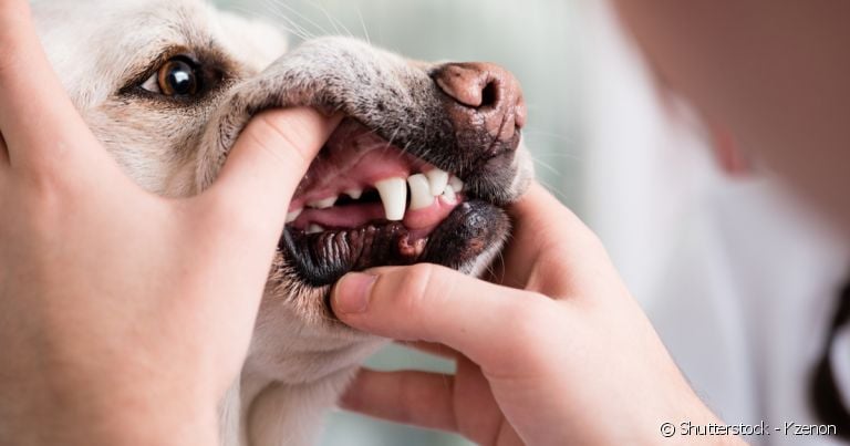 Examine atentamente a boca do seu cachorro: os dentes devem estar branquinhos e a gengiva clara.