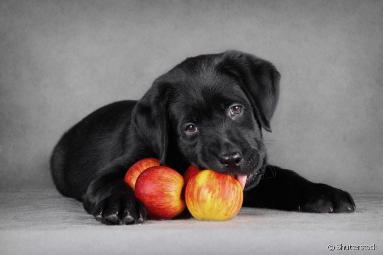 Cachorro pode comer maçã e até faz muito bem, mas é preciso alguns cuidados