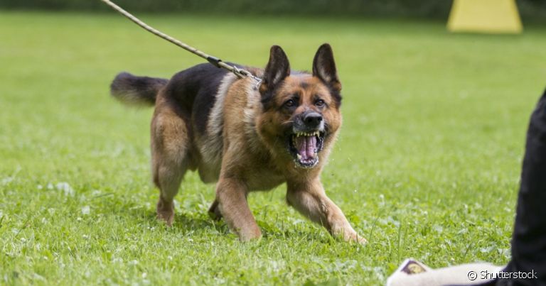 Um cachorro reativo reage com exagero a determinadas situações que causem desconforto