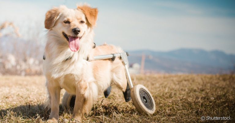 Seja um cachorro paraplégico, cego ou surdo, um pet com deficiência enfrenta mais dificuldade para ser adotado