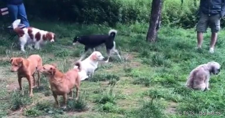 Já viu cachorro que não quer interagir? Conheça o caso dos doguinhos antissociais!