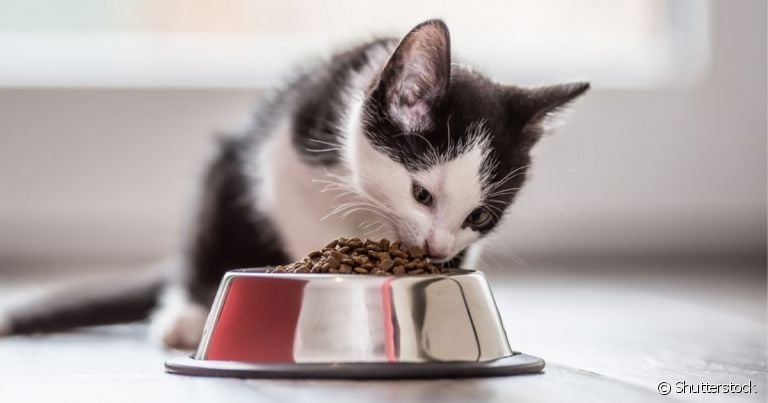O comedouro para gatos ideal deve ter altura, profundidade e comprimento adequados