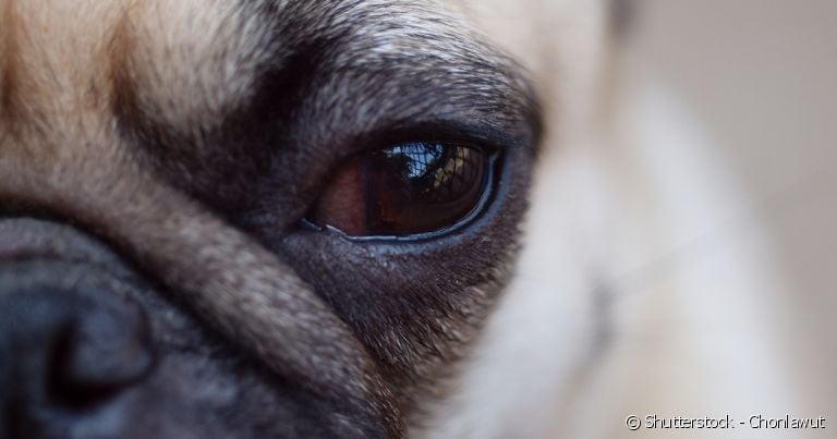 Pug é uma das raças com mais chances de ter lágrima ácida.