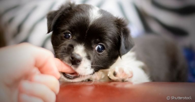  O cachorro filhote mordendo costuma ser uma consequência da troca de dentes 