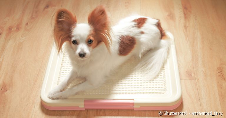 Já é possível encontrar com facilidade vários modelos de banheiro inteligente para cachorro
