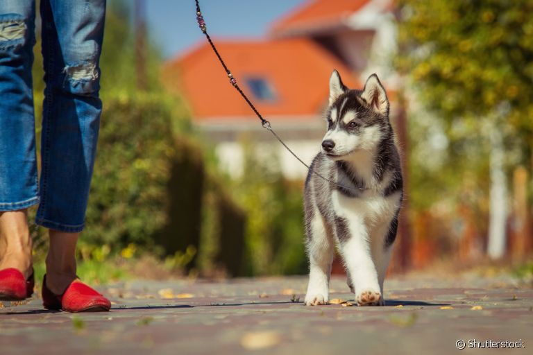  Passear com cachorro é indispensável para manter o bem-estar dos pets 