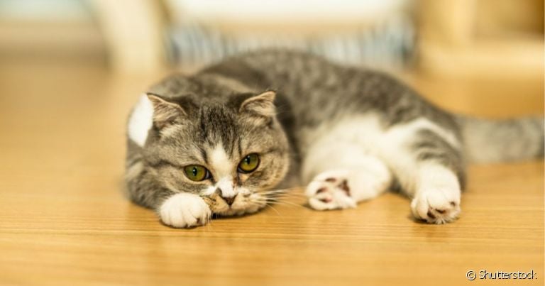Para aprender como saber se gato sente dor é importante observar as mudanças gerais de comportamento