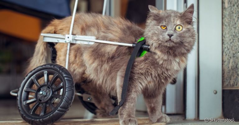 O gato com deficiência pode ter uma vida "normal" mesmo com as limitações