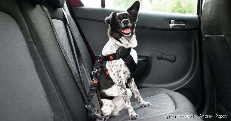 O local mais apropriado para transportar um cachorro no carro é o banco traseiro.