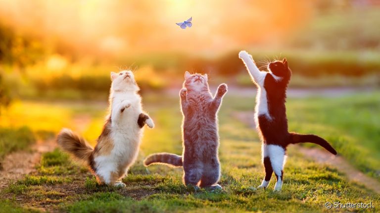 As cores de gato são mais variadas do que você imagina