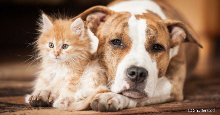 O criptorquidismo em cães e gatos traz uma série de consequências à saúde dos pets
