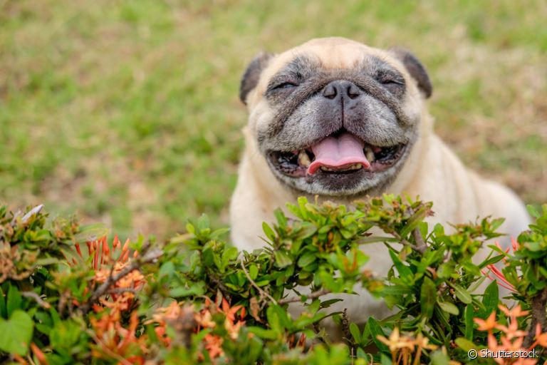 As curiosidades sobre cachorros são incontáveis e podem falar muito sobre a personalidade dos pets