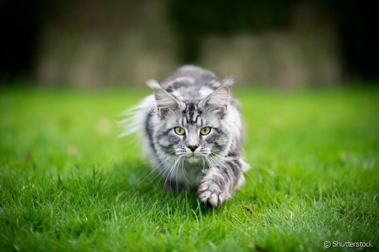 Curiosidades sobre os gatos: o comportamento desses animais normalmente são motivados por instintos
