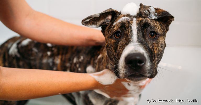 Veja como dar banho em cachorro de forma eficiente e rápida, para que ele não sinta frio e fique bem limpinho