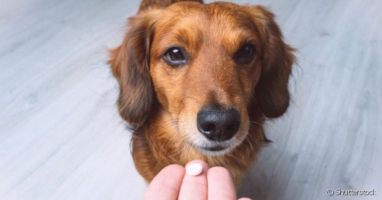 O cachorro pode tomar dipirona, mas é importante ter uma indicação médica