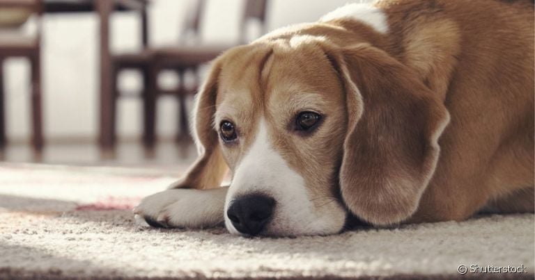 A doença de Lyme pode acometer cães e humanos, por isso precisa de atenção