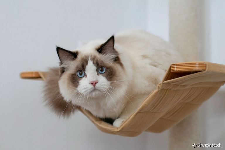 O enriquecimento ambiental para gatos deixa a casa mais atrativa para os felinos