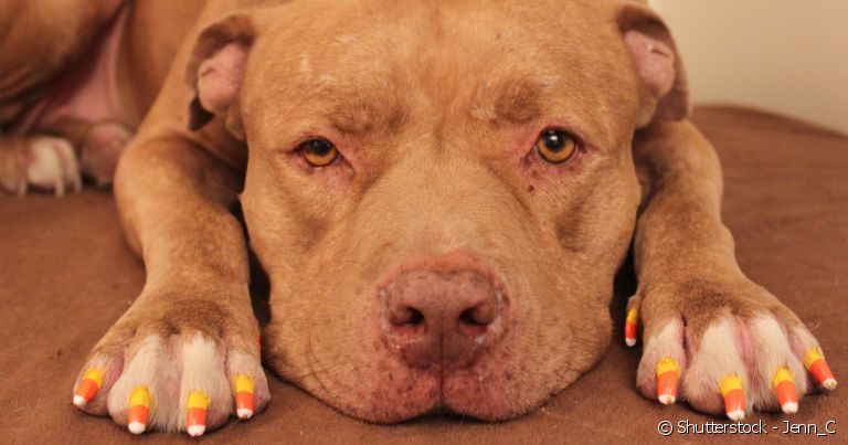 Será que pintar a unha, ainda que seja com esmalte canino, é uma boa ideia?