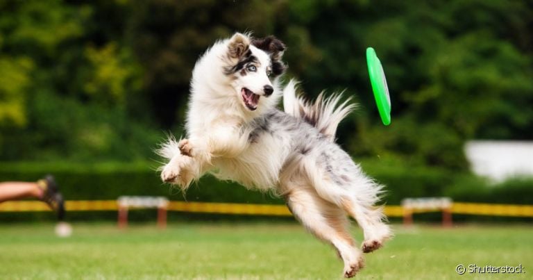 Criar uma rotina de exercícios para cachorro traz diversos benefícios para a saúde do animal