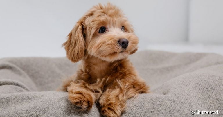 O cachorro hipoalergênico é aquele que tem menos risco de causar alergias em humanos