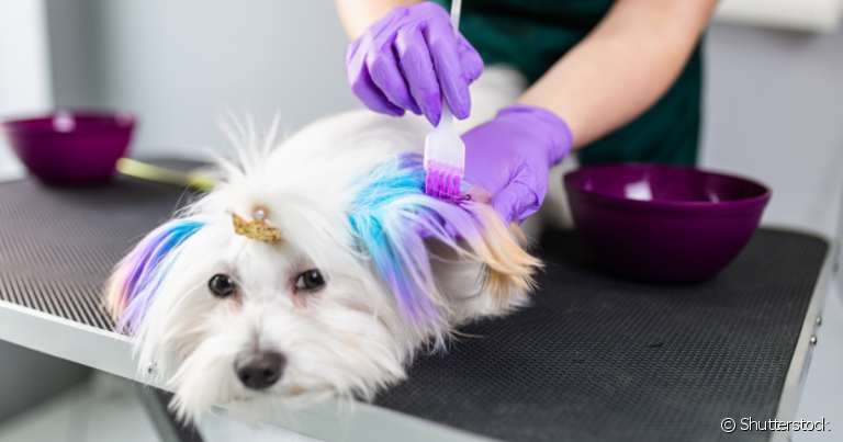 A tinta para cachorro tem se tornado uma tendência entre pais de pets, mas é preciso ter cuidado