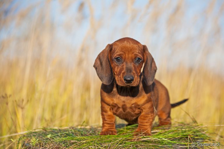 O filhote de Dachshund tem tudo para trazer alegria para casa