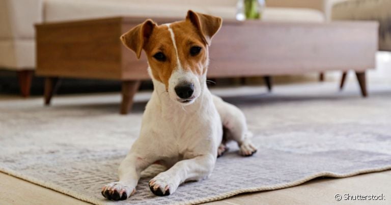 O fósforo alto em cachorro pode ser consequência de problemas renais