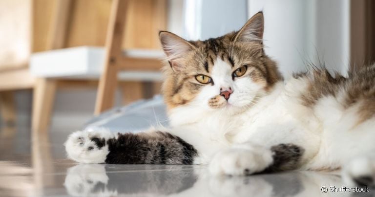 O abscesso em gatos é um problema de pele que surge como resposta a uma infecção