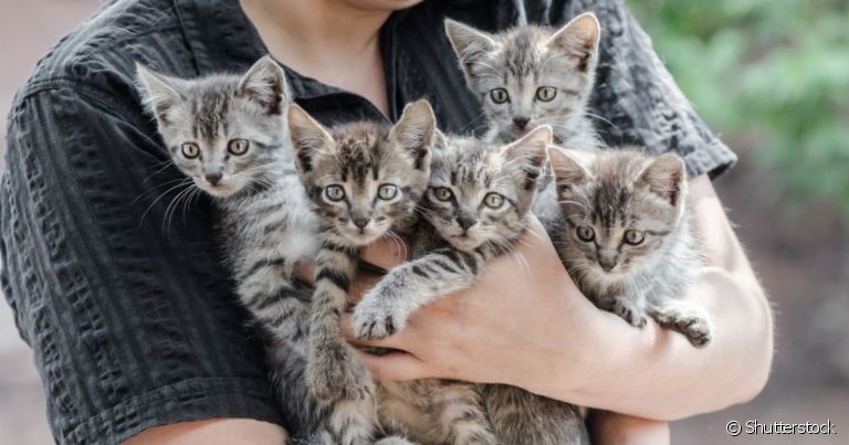 É importante saber como cuidar de gato filhote abandonado de forma a garantir conforto, segurança e saúde