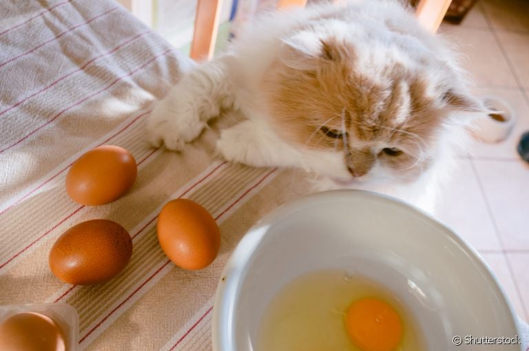 Descubra se o gato pode comer ovo no dia a dia e como o alimento pode influenciar na saúde do bichano