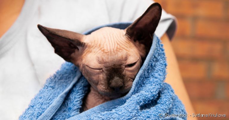  Gatos sem pelo precisam tomar banho, pelo menos, uma vez ao mês. 