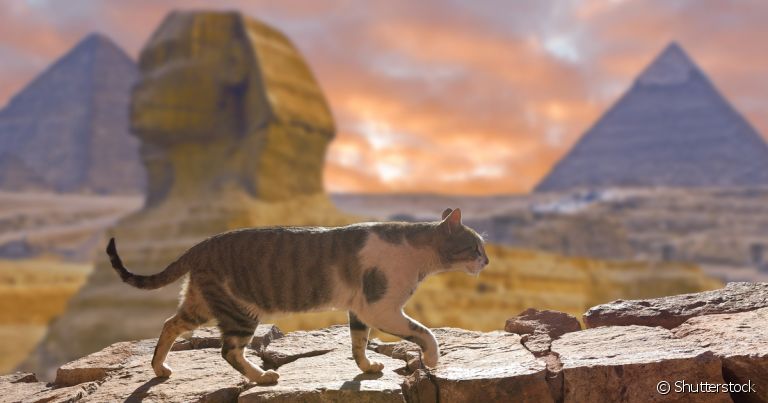 Os gatos egípcios eram venerados e símbolos de virtudes