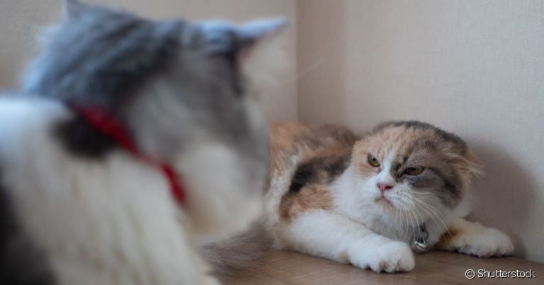 Um gato com ciúmes do outro vai apresentar algumas mudanças de comportamento