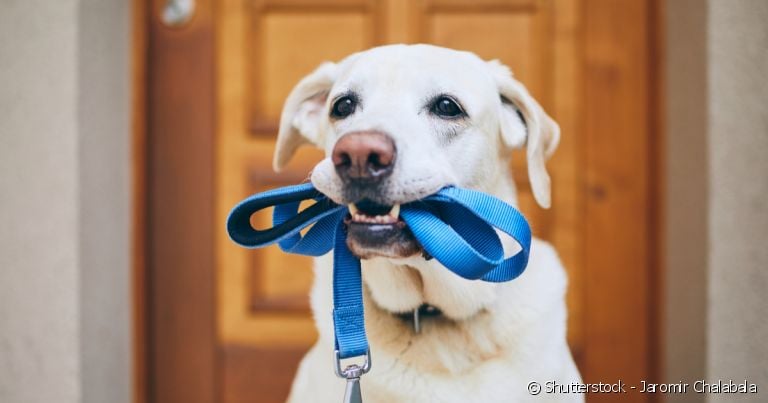 A guia de nylon pode ser molhada sem prejuízos: é ideal para quem gosta de levar o cãozinho à praia, por exemplo.