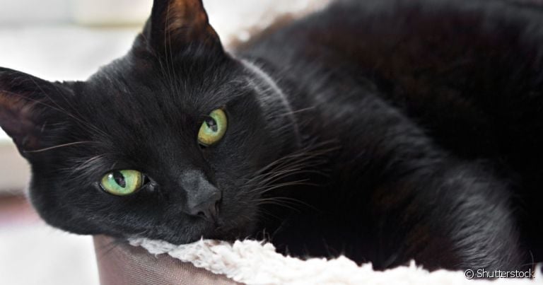 O gato tem tireoide e pode sofrer de hipertireoidismo, doença causada pelo aumento da produção de hormônios