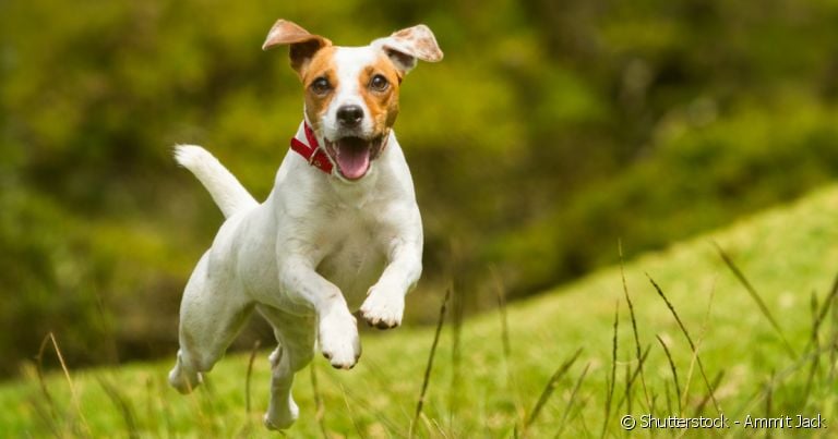 Corajoso, ativo, esperto e teimoso: esse é o Jack Russell.