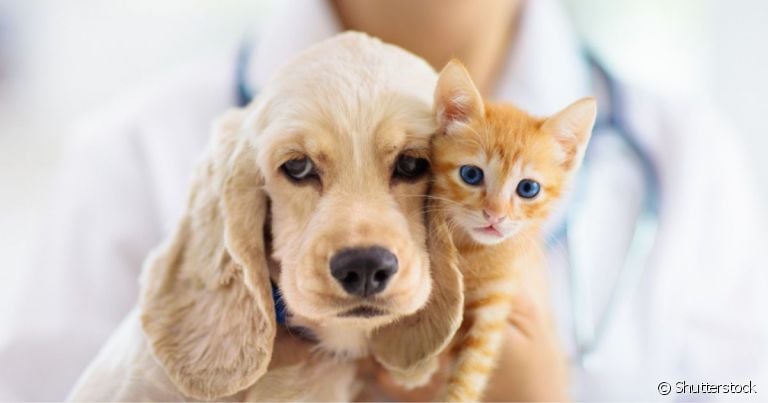 É importante conhecer quais zoonoses gatos e cães podem transmitir para humanos