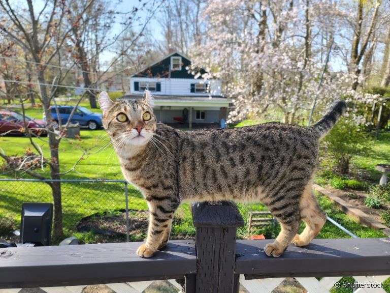 O Lince doméstico tem uma aparência exótica e orelhas que chamam a atenção