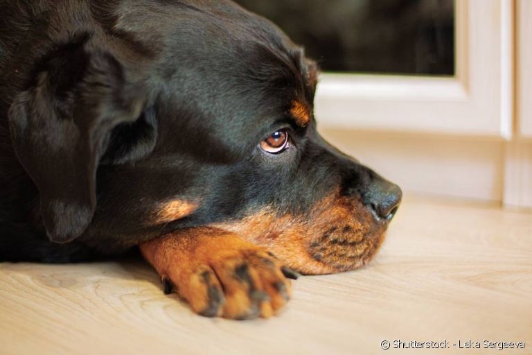  Quando o assunto é linfoma, cães de porte grande e de determinadas raças podem desenvolver a doença com maior facilidade. 