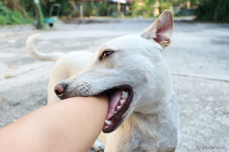 A mordida de cachorro pode ser muito perigosa e oferecer vários riscos à saúde