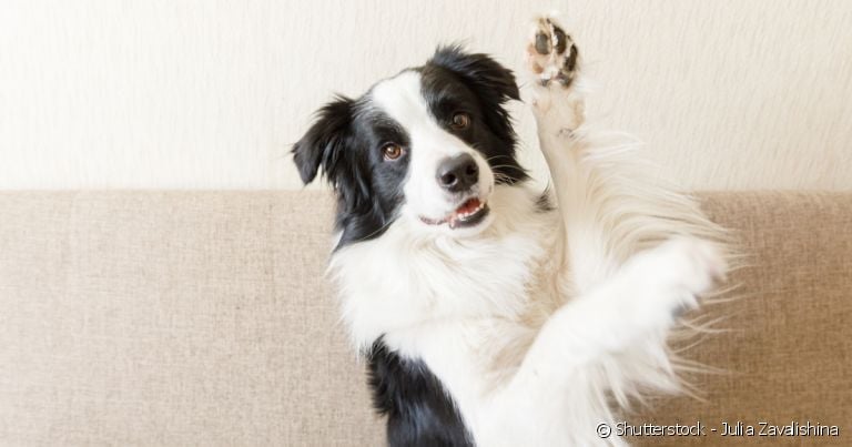 Nomes de cachorro fortes e curtos são sempre uma boa escolha.