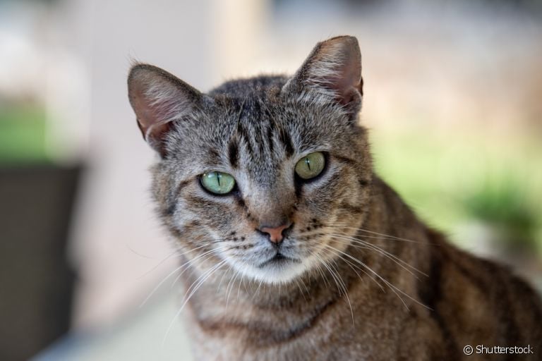 Os nomes para gatos podem ter uma pitada de criatividade para fugir da mesmice