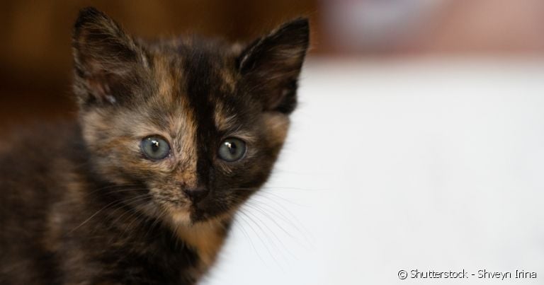 O quimerismo não é uma doença e não altera nada além da aparência do gato.