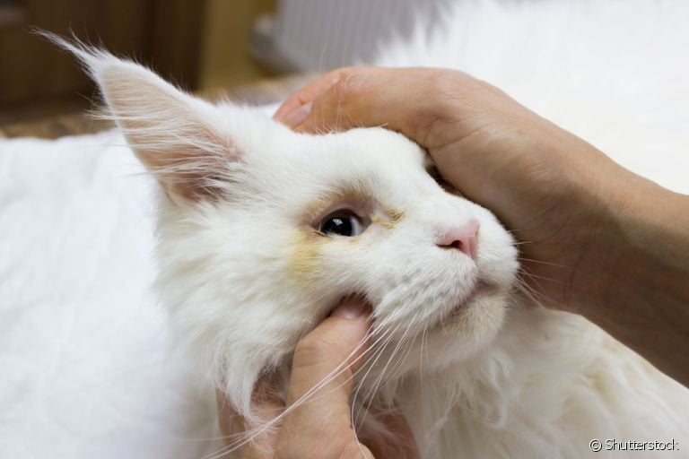 Gato com remela amarela pode ser indicativo de infecções ou doenças oculares
