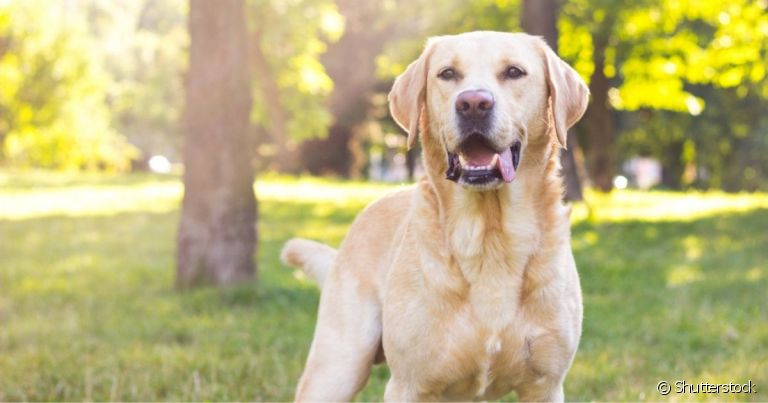  O cachorro engasgado apresenta dificuldade de respirar e precisa de socorro imediato