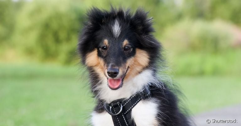 O Sheltie é uma raça de cachorro escocesa conhecido por ser pastor de ovelhas em fazendas