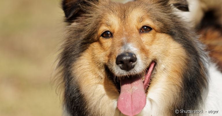  Com porte pequeno e uma pelagem espetacular, esse cão também tem uma personalidade cativante. 