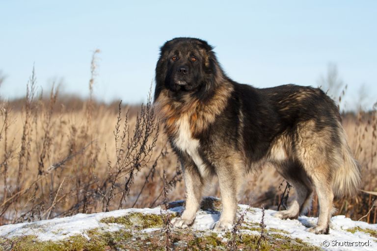 O Pastor-de-cáucaso é um cão gigante russo muito corajoso